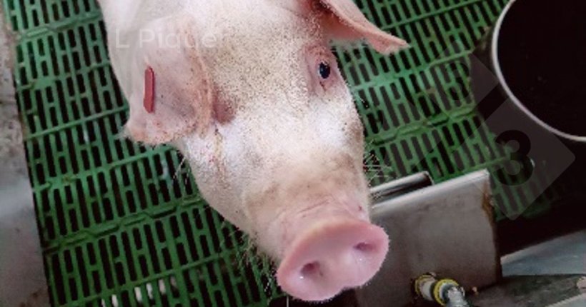 Photo 1. Pig housed in metabolic pen